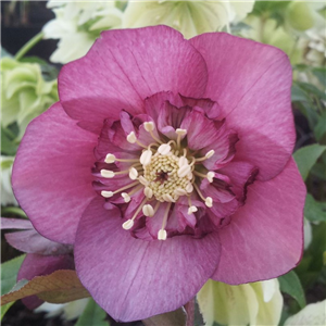 Helleborus X Hybridus Anemone Centred Dark Shades. (Seed)